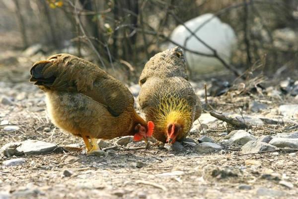 清远鸡|人称“广东第一鸡”，养殖千年上过国宴，一斤30元，养殖前景好