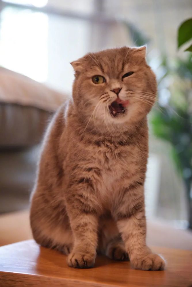 毛球吐在地毯上了,我擦地毯的整个过程,它都蹲在旁边看着,但一脸不屑