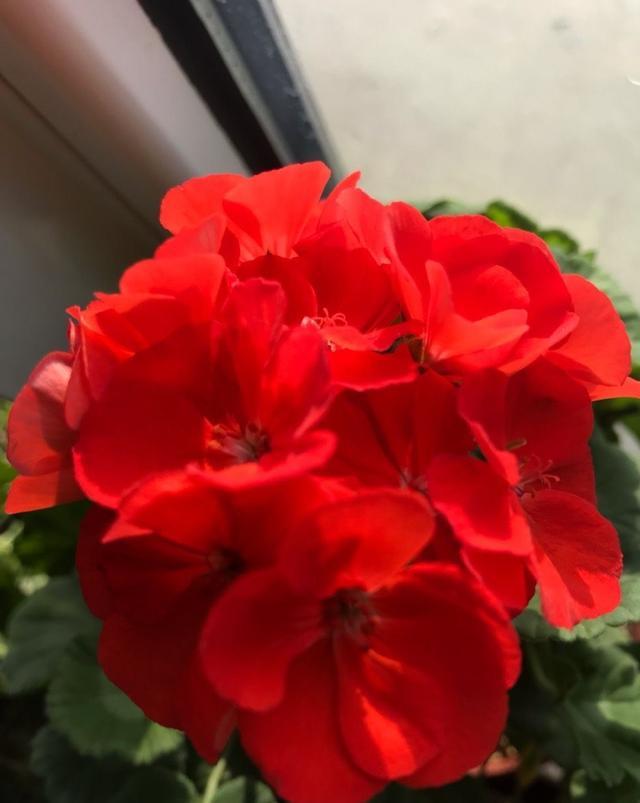 很"老土"的一些漂亮花,春夏秋开三季,马马虎虎也能养"爆盆"