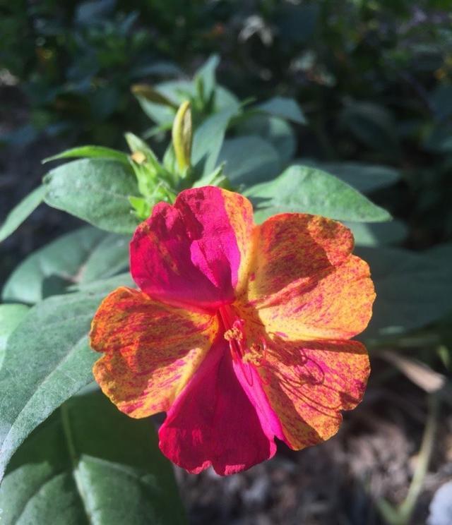 很"老土"的一些漂亮花,春夏秋开三季,马马虎虎也能养"爆盆"