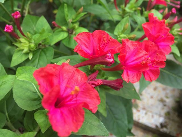 很"老土"的一些漂亮花,春夏秋开三季,马马虎虎也能养"爆盆"