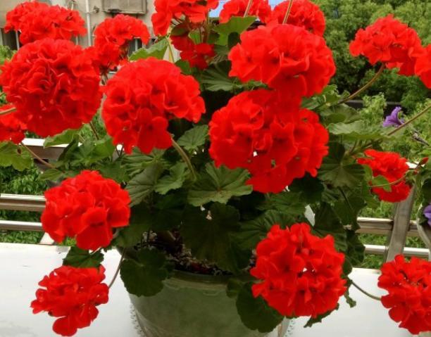 很"老土"的一些漂亮花,春夏秋开三季,马马虎虎也能养"爆盆"