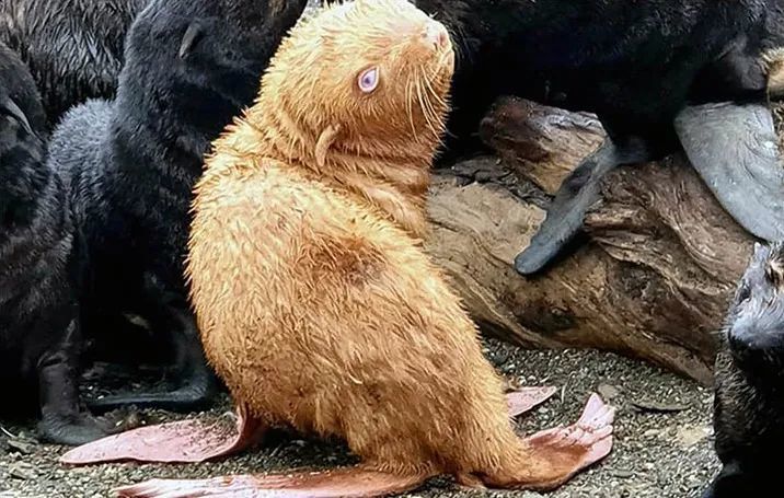 鄂霍次克海小岛出现金黄色海狗眼睛显示蓝色最初专家有些担心