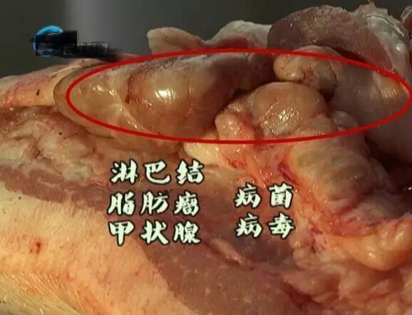 叫做"槽头肉",买时擦亮双眼,肉贩自己都不吃|槽头肉|猪肉|淋巴结