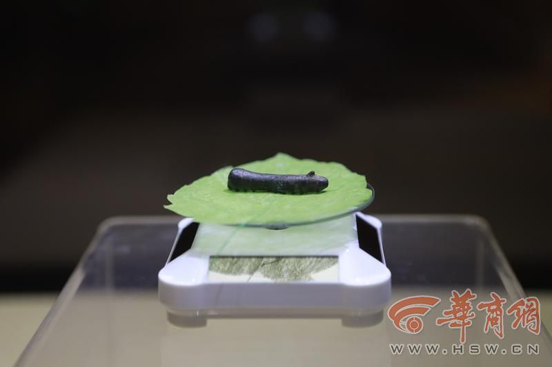 陕西历史博物馆|“陕西文物探探探”第13期：古人如何认证汗血宝马？