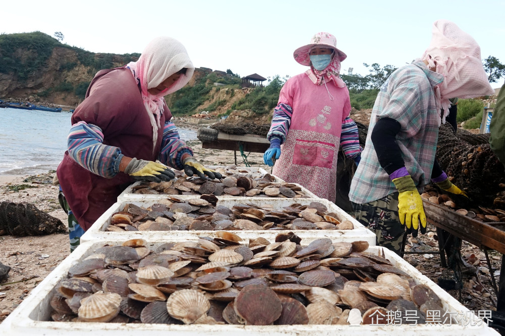 上半年长海县一龄贝产量超6万吨同比增长14