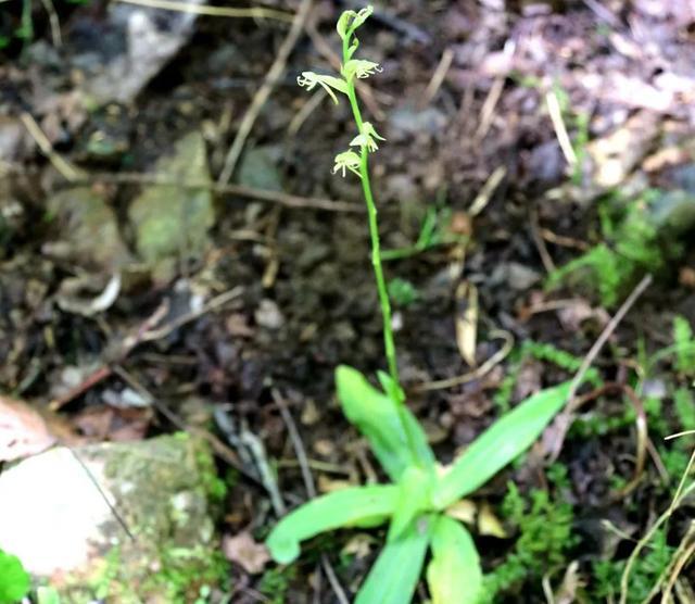 灭绝|时隔135年！湿地玉凤花再现浙江，“灭绝”巨龟为何重现地球？