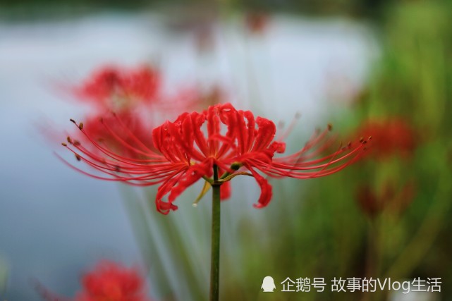 石蒜 又名彼岸花 寓意无尽的爱 生长在阴湿山坡和溪沟边 彼岸花