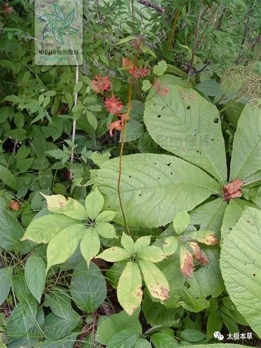 其根状茎称 "竹节参",块根 称"明七"或"白三七".叶称" 七叶子".