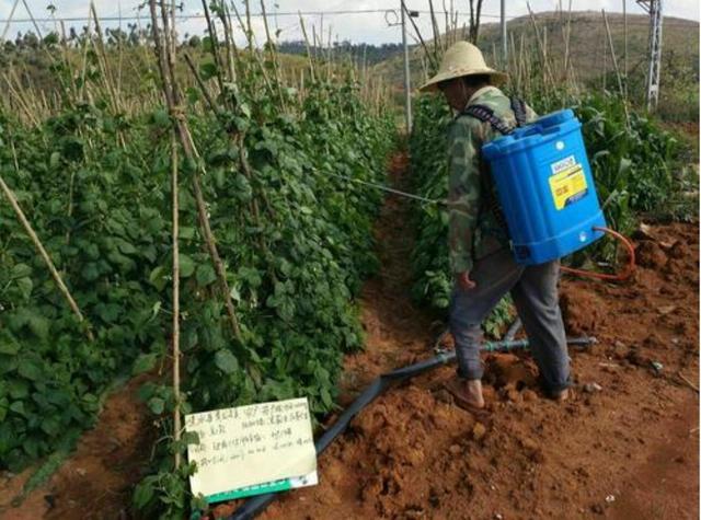 豆角|用这个办法，豆角直接疯涨，只花几块钱，豆角吃不完