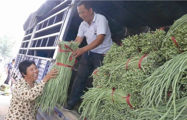 豆角|用这个办法，豆角直接疯涨，只花几块钱，豆角吃不完