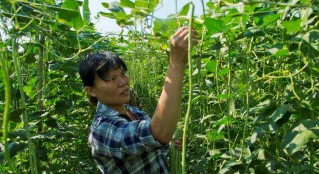 豆角|用这个办法，豆角直接疯涨，只花几块钱，豆角吃不完