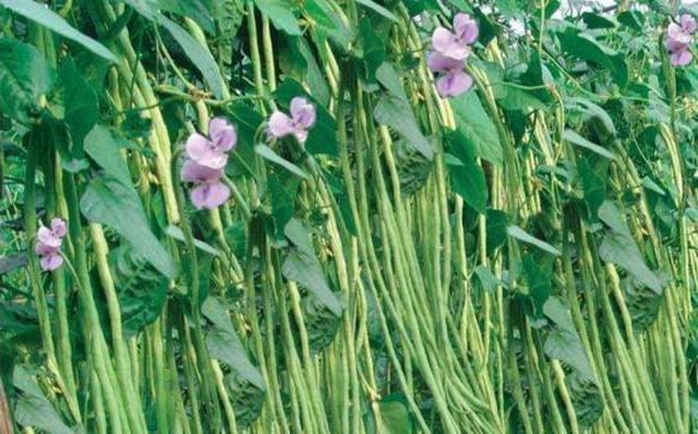 豆角|用这个办法，豆角直接疯涨，只花几块钱，豆角吃不完