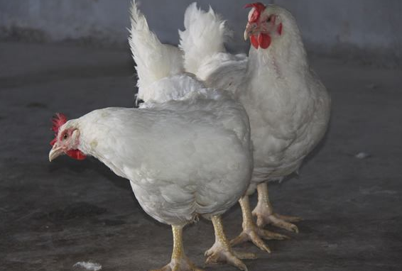 肉中检出五氯酚酸钠,可能是饲料中药物残留导致.