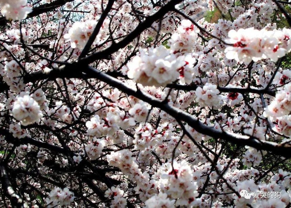 全唐诗|《全唐诗》里很美的一首诗，只是那么淡淡着笔，每一句都如诗如画