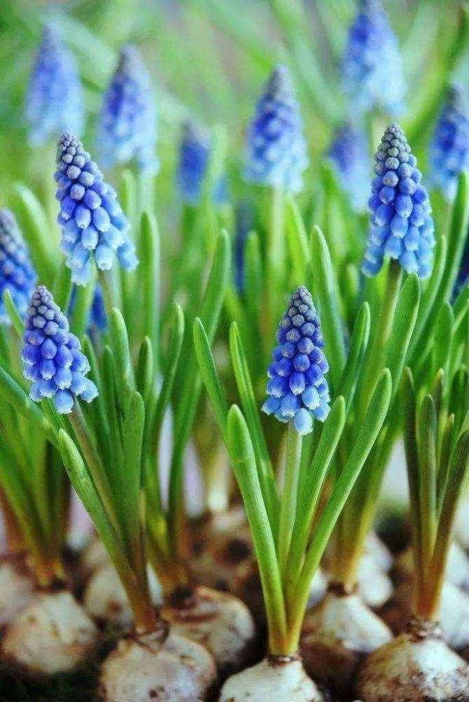 现在养几种鳞茎花,等到初春就能赏花,颜值高开花极旺盛