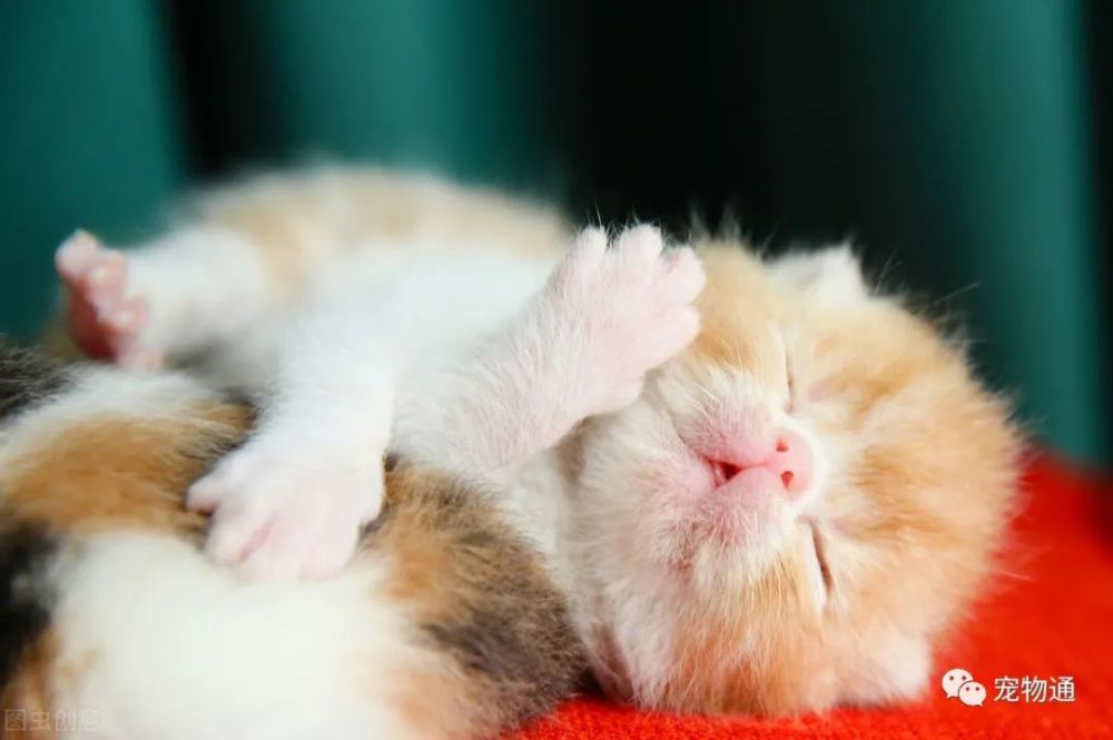 猫奴|猫奴！你家的猫皇帝是左撇子还是右撇子？