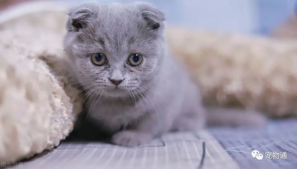 猫奴|猫奴！你家的猫皇帝是左撇子还是右撇子？