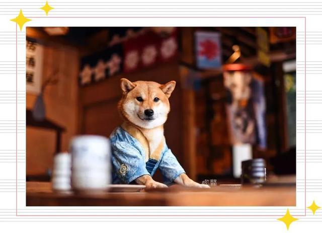 居家风水与动物的关系 风水 植物 白虎 六冲 生肖