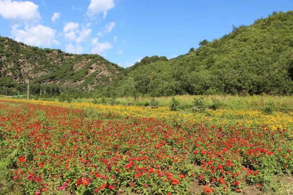 怀柔40余亩路边花海扮靓美丽山村