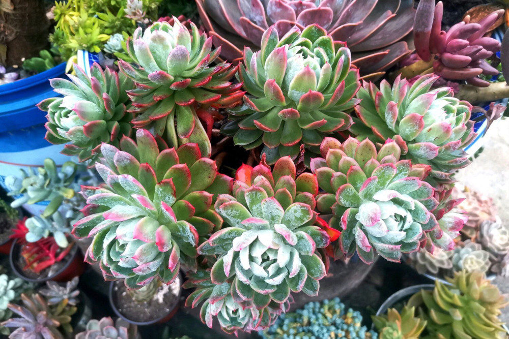 养多肉不用专门买肥料 3种废弃物简单处理 变成多肉最爱的养料 腾讯新闻