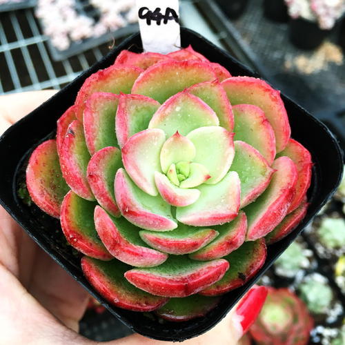 养多肉不用专门买肥料 3种废弃物简单处理 变成多肉最爱的养料 腾讯新闻