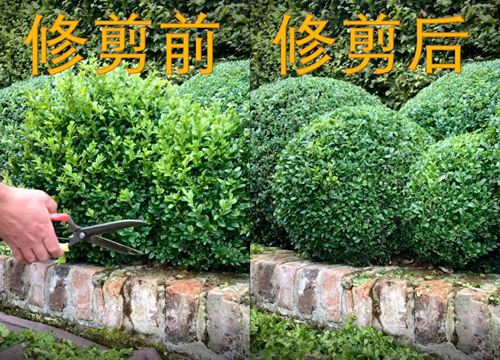 园林设计|树如何被剪成Q弹圆球？强迫症看完直呼舒适