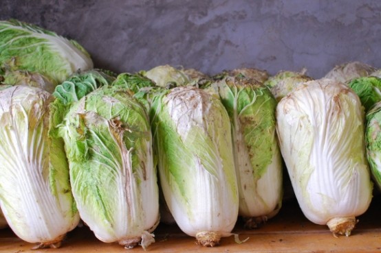夏天种白菜为什么总是死棵 应该怎样管理 腾讯新闻