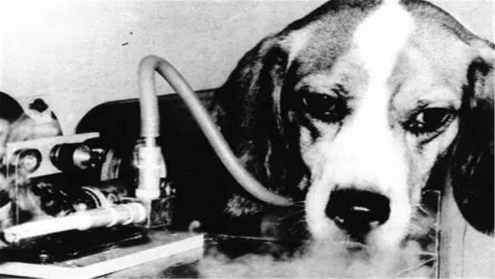 玛丽·贝思|英国公司为证明抽烟无害，让狗每天抽100支烟，结果如何？