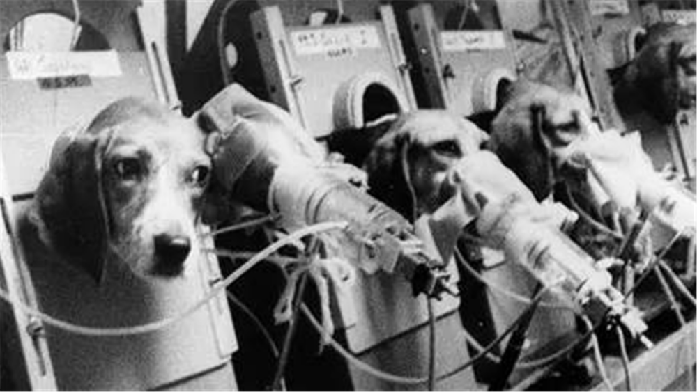 玛丽·贝思|英国公司为证明抽烟无害，让狗每天抽100支烟，结果如何？