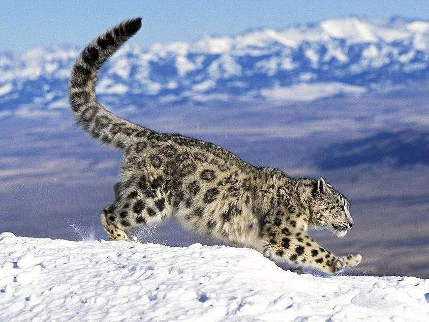 地球|大量猫科动物向高地迁移，地球这是怎么了？专家：人类应该警醒了