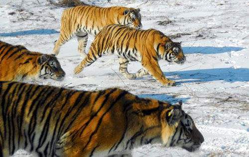 地球|大量猫科动物向高地迁移，地球这是怎么了？专家：人类应该警醒了