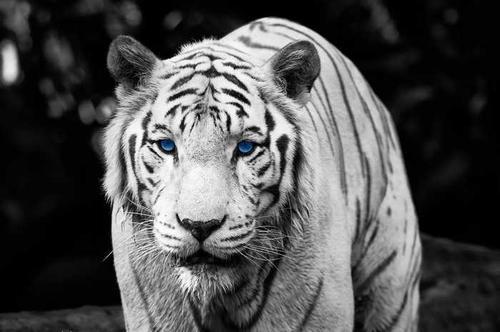 地球|大量猫科动物向高地迁移，地球这是怎么了？专家：人类应该警醒了