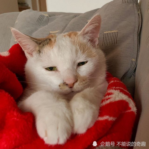 眯眯眼喵星人开启"影分身术",有爱日常惹网友羡慕:岁月静好