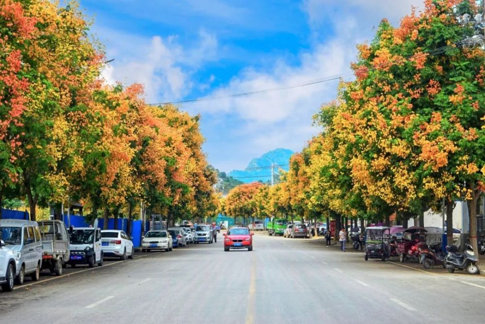 美翻了!栾川有这样一条街,街道两边竟长满了"摇钱树"