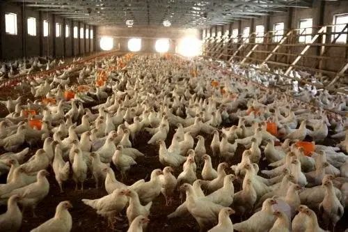 抗生素|禁抗令后，养殖业又迎“新禁令”，养殖场或撑不下去！