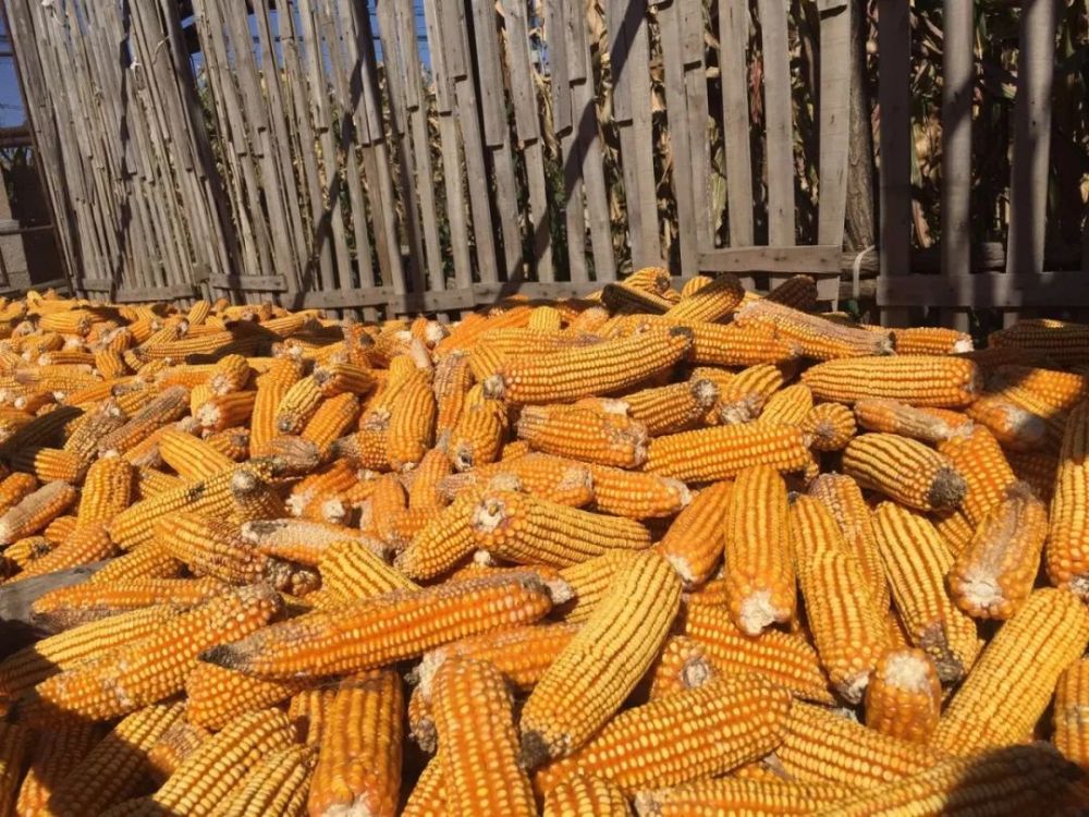 抗生素|禁抗令后，养殖业又迎“新禁令”，养殖场或撑不下去！