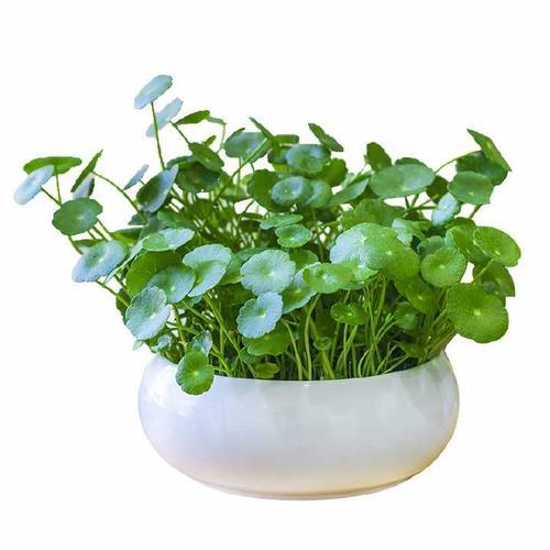 绿植|特别适合新手养殖的绿植，超级简单的方法，省心省力开花还多！