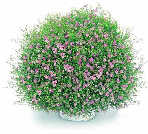 绿植|特别适合新手养殖的绿植，超级简单的方法，省心省力开花还多！