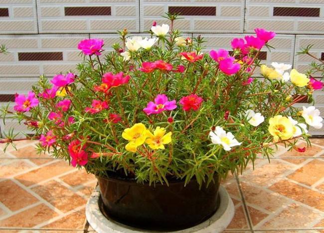 绿植|特别适合新手养殖的绿植，超级简单的方法，省心省力开花还多！