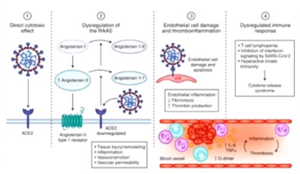 新冠肺炎|激素蹭新冠肺炎上热搜，到底谁被打脸了？