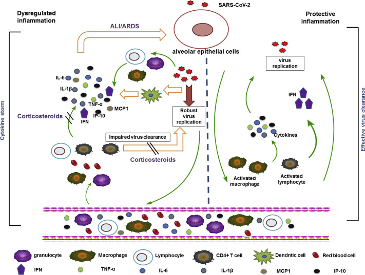 新冠肺炎|激素蹭新冠肺炎上热搜，到底谁被打脸了？