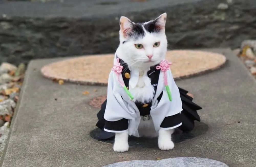 当这两只日本猫咪玩起cosplay,就真没人类啥事情了……_腾讯新闻