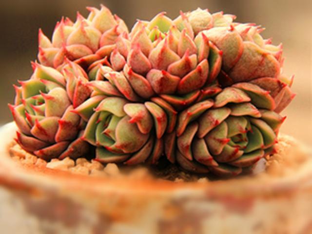 多肉爆头王之一苯巴蒂斯叶片总是发黄干枯正常现象别担心