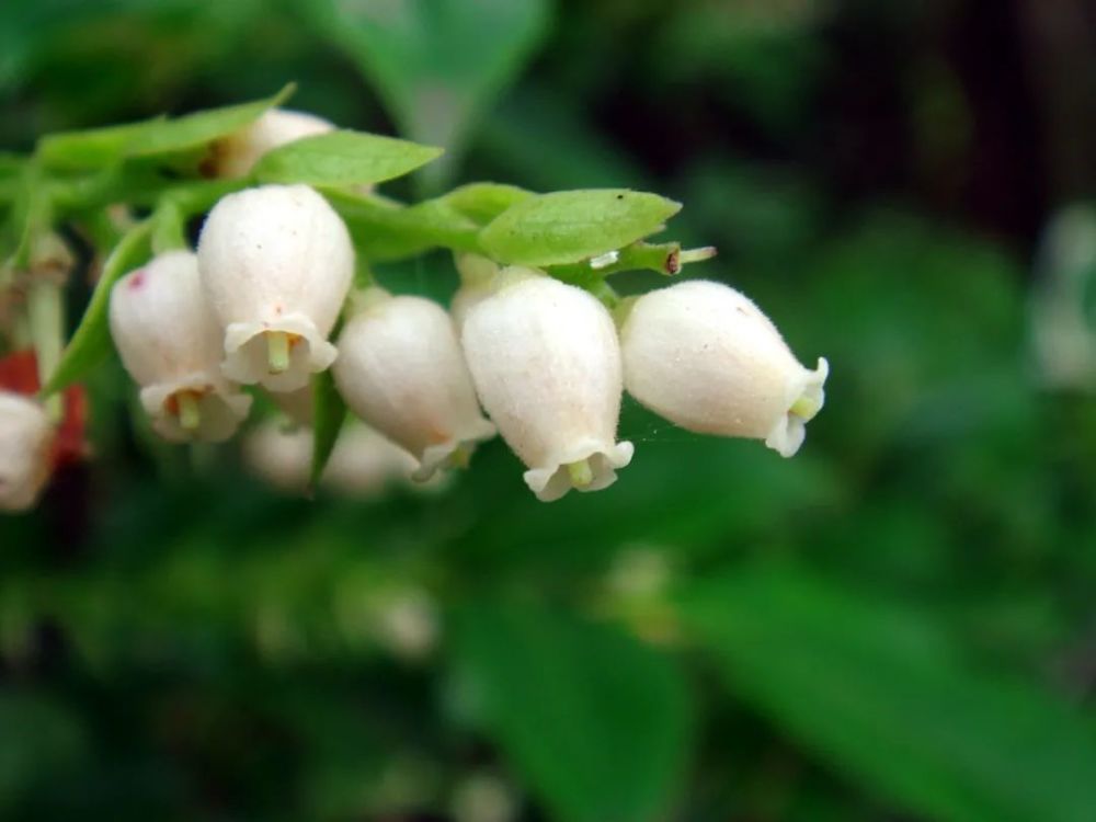 被混淆的南烛与南天竹