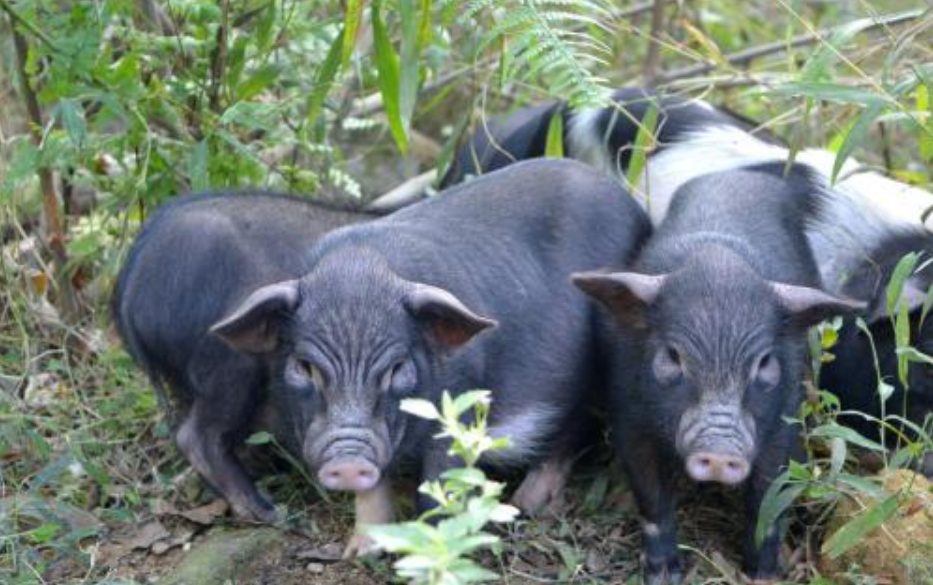 人称蕨麻猪体重不足50公斤分布在藏区营养价值高