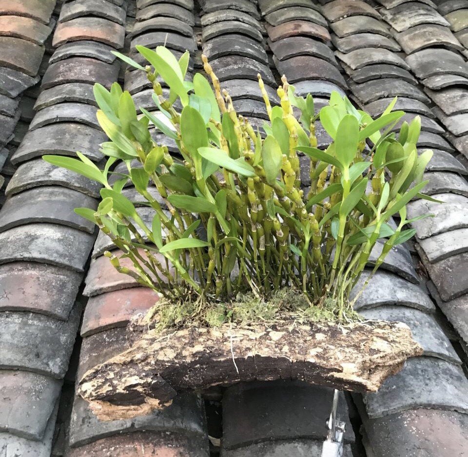 鐵皮石斛是一種附生類的植物,所以它對肥料要求不高,一般家裡養護,不