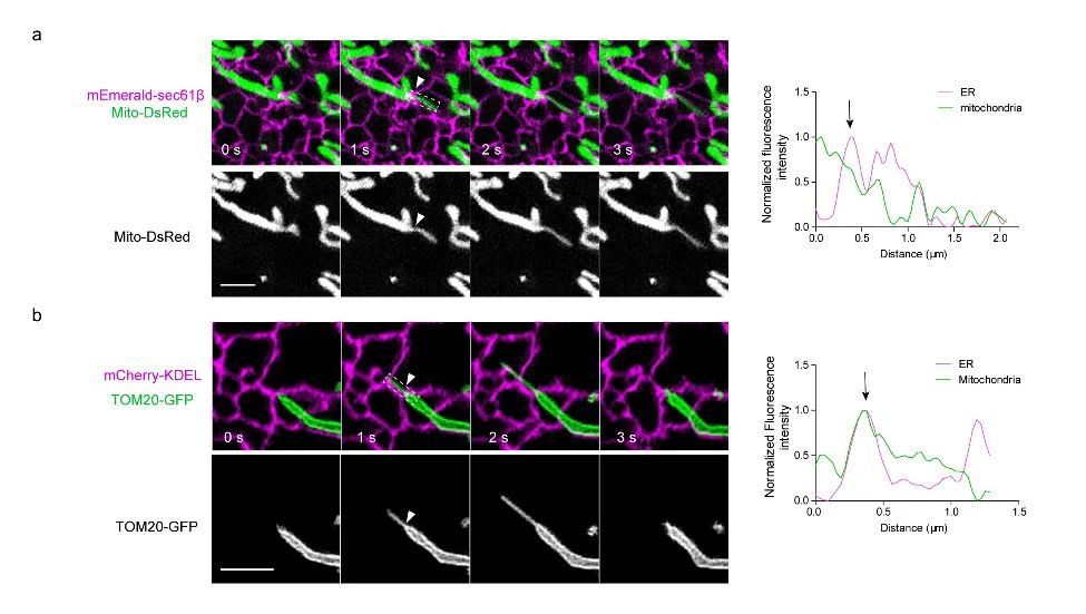 孙育杰|孙育杰课题组与合作者揭示线粒体DNA分配新机制