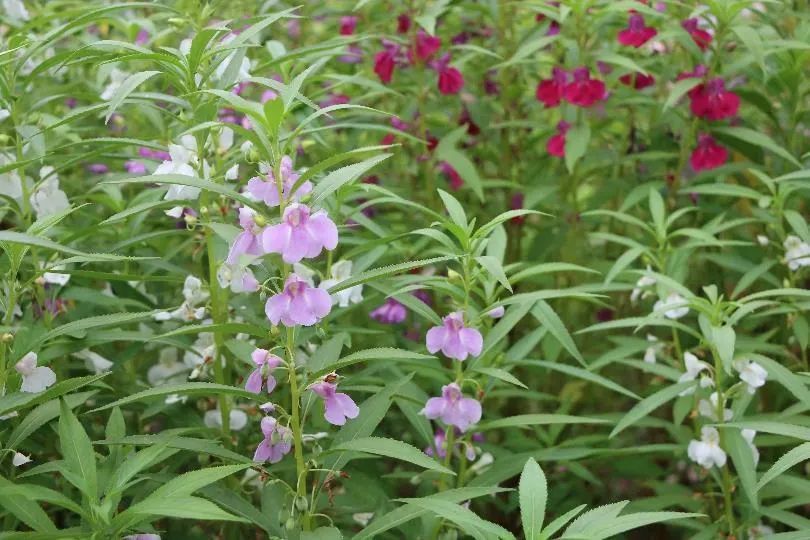 凤仙花|欲染纤纤指——凤仙花