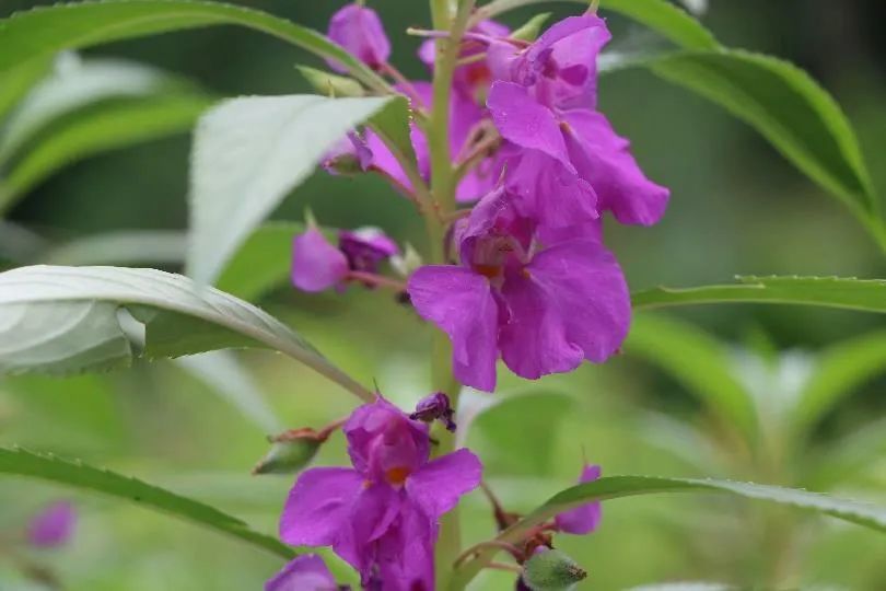 有單瓣,重瓣,薔薇型,石竹型,茶花型等等,顏色從白色,粉色,桃紅到紫色